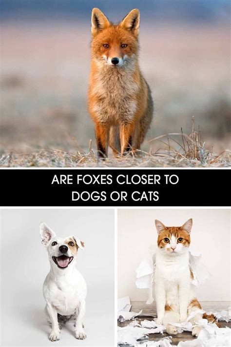 are foxes similar to cats